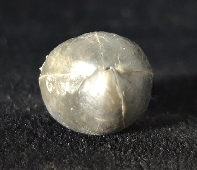 Ornithella bathonica (ROLLIER 1919) - Bild © FossNet FossilienStore